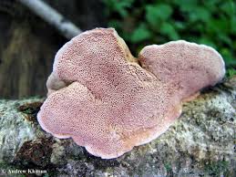 Attēlu rezultāti vaicājumam “Hapalopilus nidulans”