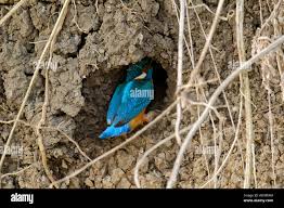 Attēlu rezultāti vaicājumam “Alcedo atthis nest”