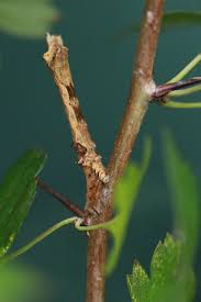 Attēlu rezultāti vaicājumam “Selenia dentaria larva”