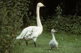 Image result for Cygnus cygnus