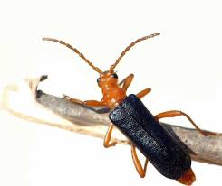 Attēlu rezultāti vaicājumam “Rhamnusium bicolor”