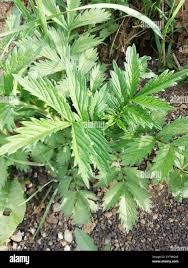 Attēlu rezultāti vaicājumam “Agrimonia pilosa bud”