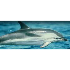 Image result for Lagenorhynchus albirostris