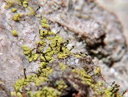 Attēlu rezultāti vaicājumam “Chaenotheca phaeocephala”