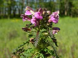Attēlu rezultāti vaicājumam “Pedicularis palustris”
