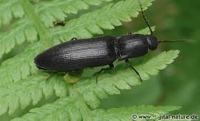 Attēlu rezultāti vaicājumam “Ectinus aterrimus”