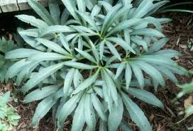 Image result for Helleborus foetidus