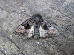 Attēlu rezultāti vaicājumam “Euplexia lucipara”