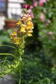 Attēlu rezultāti vaicājumam “Antirrhinum majus leaf”