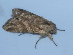 Attēlu rezultāti vaicājumam “Cucullia fraudatrix”