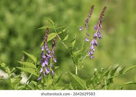 Attēlu rezultāti vaicājumam “Galega orientalis leaf”