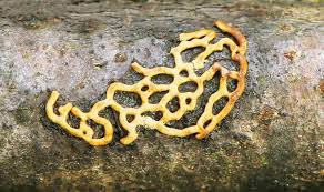 Attēlu rezultāti vaicājumam “Hemitrichia sordivesiculosa macro”