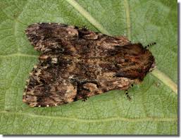 Attēlu rezultāti vaicājumam “Apamea epomidion”