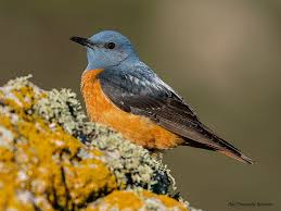 Image result for Monticola saxatilis