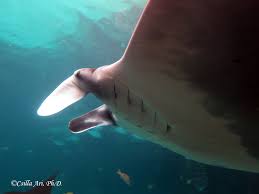 Image result for Mobula birostris