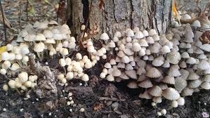 Attēlu rezultāti vaicājumam “Coprinus disseminatus”