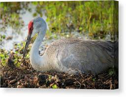 Attēlu rezultāti vaicājumam “Grus grus nest”