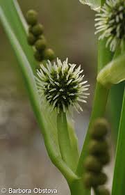 Attēlu rezultāti vaicājumam “Sparganium erectum aggr.”