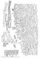 Attēlu rezultāti vaicājumam “Hydnocristella himantia”