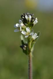 Attēlu rezultāti vaicājumam “Arabis hirsuta flower”