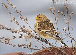 Image result for twite photo