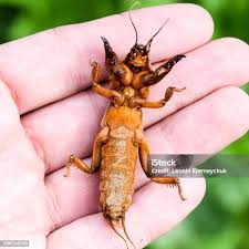 Attēlu rezultāti vaicājumam “Gryllotalpa gryllotalpa”