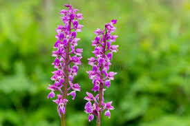 Attēlu rezultāti vaicājumam “Orchis mascula flower”