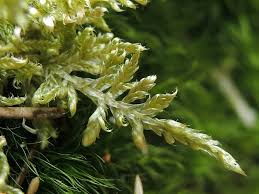 Attēlu rezultāti vaicājumam “Cirriphyllum piliferum”