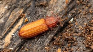 Attēlu rezultāti vaicājumam “Bitoma crenata”