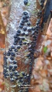 Attēlu rezultāti vaicājumam “Diatrype disciformis”