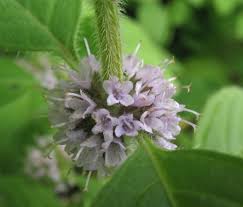 Attēlu rezultāti vaicājumam “Mentha arvensis leaf”