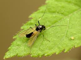 Attēlu rezultāti vaicājumam “Cricotopus”