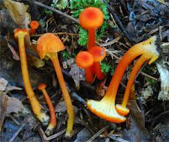 Attēlu rezultāti vaicājumam “Hygrocybe cantharellus”