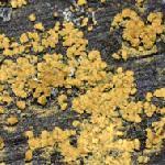 Attēlu rezultāti vaicājumam “Trichia longipalpis sessile”