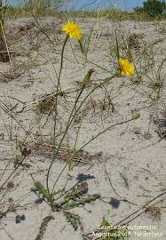 Attēlu rezultāti vaicājumam “Leontodon autumnalis”