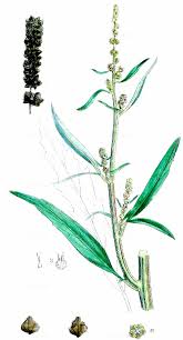 Attēlu rezultāti vaicājumam “Atriplex littoralis”