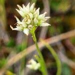 Attēlu rezultāti vaicājumam “Rhynchospora alba flower”