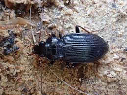 Attēlu rezultāti vaicājumam “Nebria brevicollis”