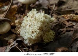 Attēlu rezultāti vaicājumam “Ramariopsis crocea”