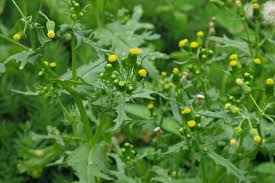 Attēlu rezultāti vaicājumam “Senecio vulgaris leaf”