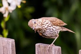 Attēlu rezultāti vaicājumam “Turdus philomelos”