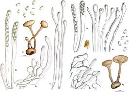 Attēlu rezultāti vaicājumam “Myriosclerotinia scirpicola”