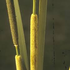 Attēlu rezultāti vaicājumam “Typha angustifolia”