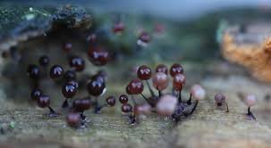 Attēlu rezultāti vaicājumam “Comatricha nigra macro”