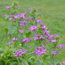 Image result for Lunaria annua