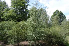 Attēlu rezultāti vaicājumam “Betula pubescens”