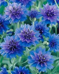 Image result for Centaurea cyanus