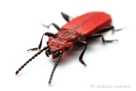 Attēlu rezultāti vaicājumam “Cucujus cinnaberinus”