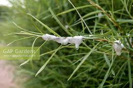 Attēlu rezultāti vaicājumam “Aphrophora alni nymph”