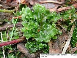 Attēlu rezultāti vaicājumam “Blasia pusilla”